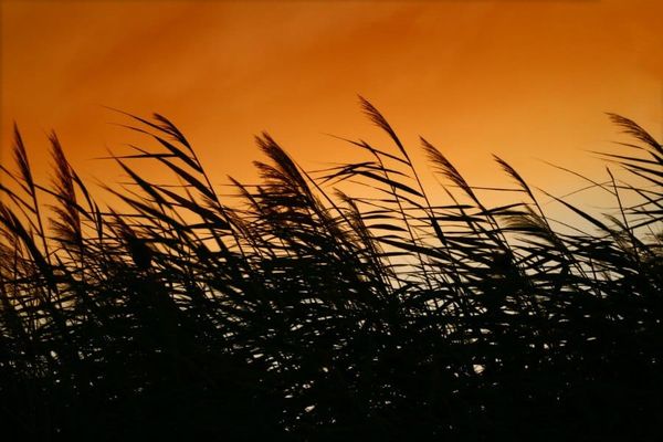 Miscanthus under the sun