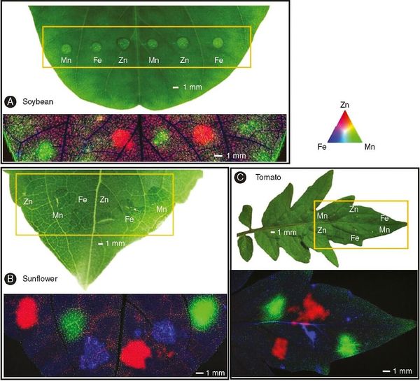 Zn, Mn, and Fe distribution (after 6h of foliar application) in control leaf of soybean (A) and tomato (C), and 1 mM methyl j