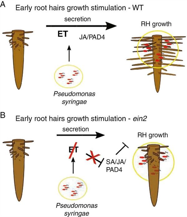 Model of stimulation of root hair growth by Psm/Pst and role of four phytohormonal/immunity sectors in this model.