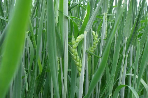 Wheat
