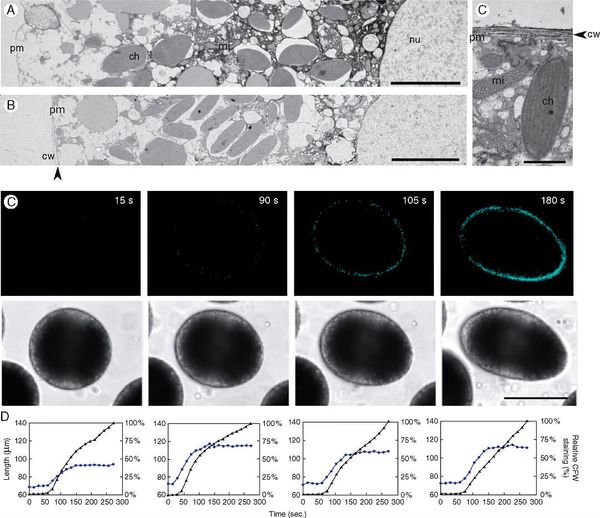 TEM pictures of Dictyota dichotoma eggs before and after fertilization.