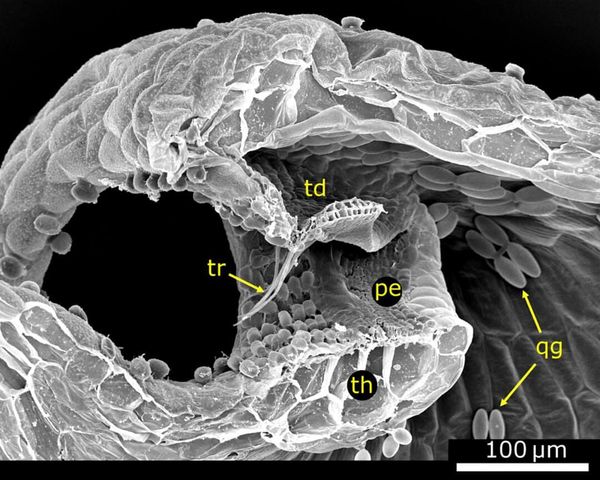 Scanning electron microscope image of a bladderwort trap entrance