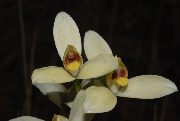 Evolution of pollination systems involving edible trichomes in orchids