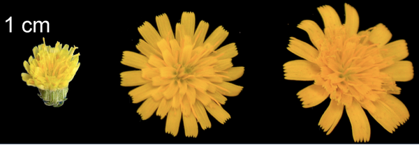 Hybridization and diversification in island plants