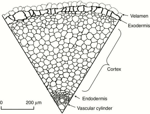 Root transection of Rhodohypoxis thodiana (Hypoxidaceae), drawn from a freehand section.