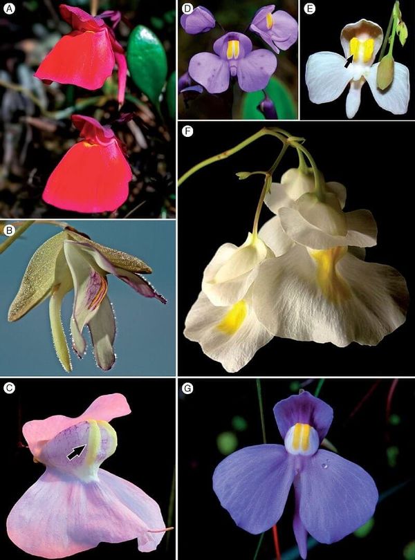 Orchid-like Utricularia species.