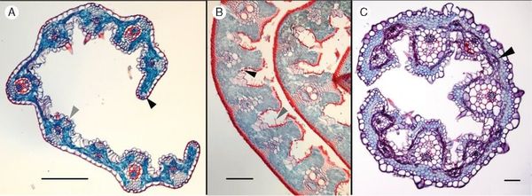 Cross-sections of species from three of the four genera misplaced in Arundinoideae