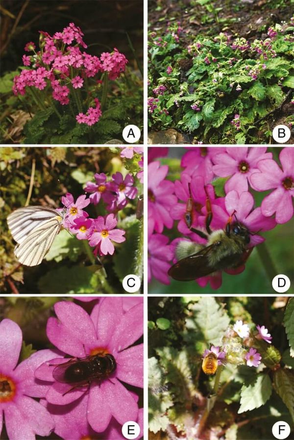 Flowers of Primula oreodoxa with diverse insect visitors.