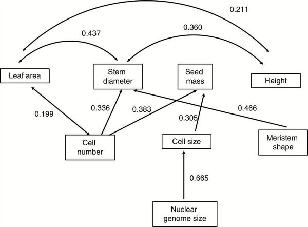 Path analysis of relationship between meristem summary variables, nuclear genome size and plant traits.