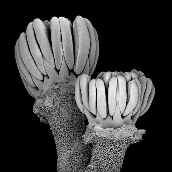 Nectary development and floral architecture in Geraniaceae and Hypseocharitaceae