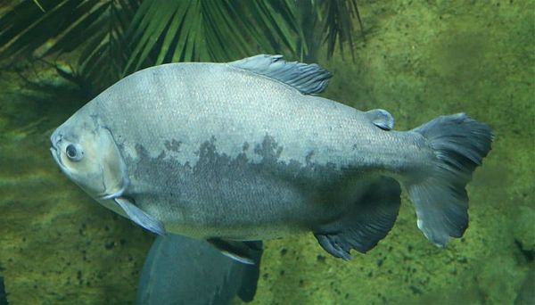 Colossoma macropomum