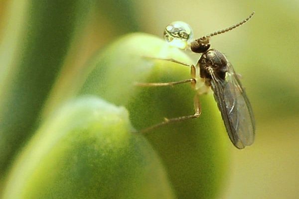Fly on a pollination drop