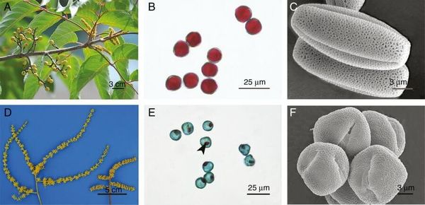Comparison of the phenotype and fertility between male flowers and hermaphrodites.