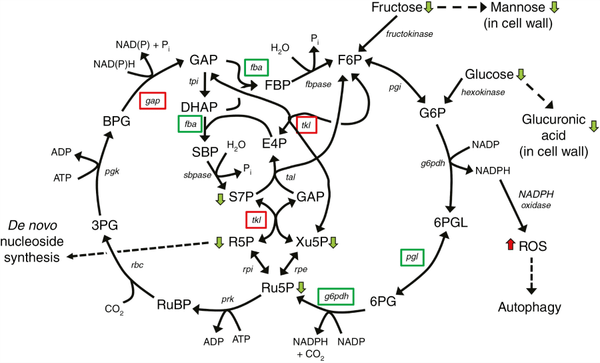 Model of the effect of the rns2-2 mutation on arabidopsis metabolism.