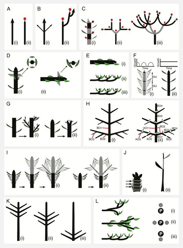Main concepts in plant architecture.