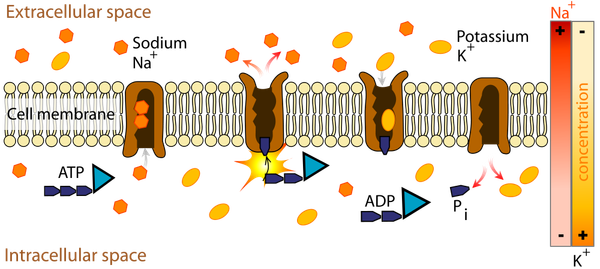 Example of primary active transport, where energy from hydrolysis of ATP is directly coupled to the movement of a specific su