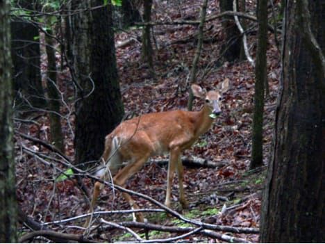 White-tailed deer