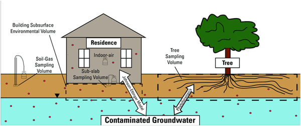 Schematic of the interplay between vapor intrusion, the built environment, and phytoforensic processes.
