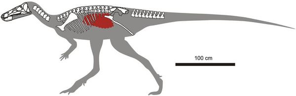 Location of the gut content in the reconstructed skeleton of Isaberrysaura mollensis gen. et sp. nov.