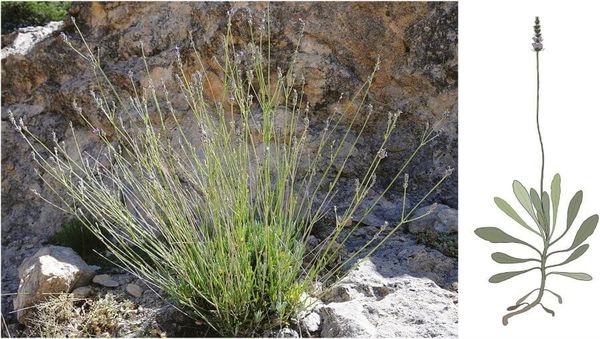 Lavandula latifolia