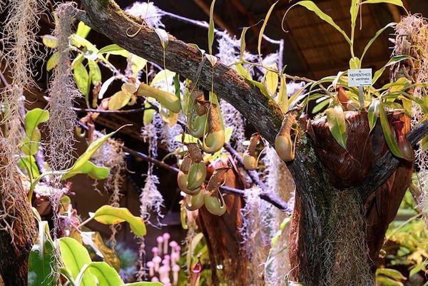 Nepenthes × ventrata