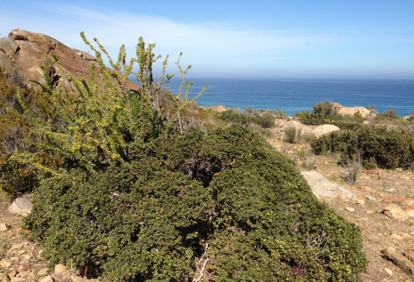 Intra-specific facilitation promotes the recruitment of a desert shrub