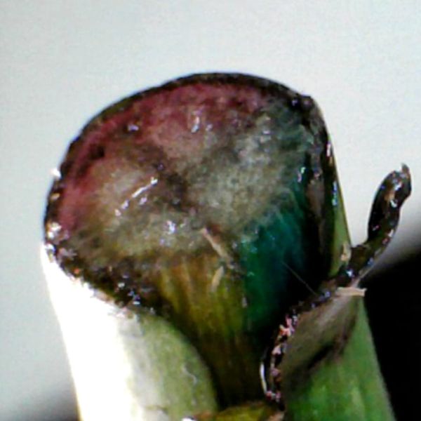 Stained rose stem