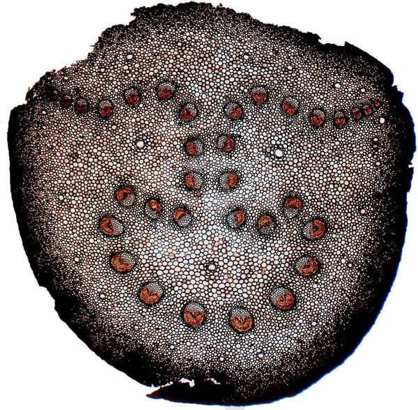 Petiole base displaying the inverted omega pattern.