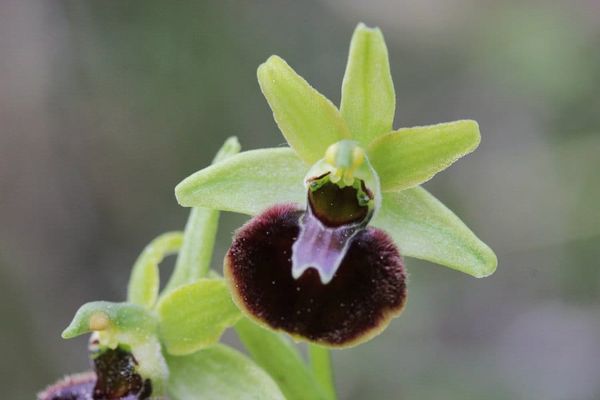 Ophrys sphegodes