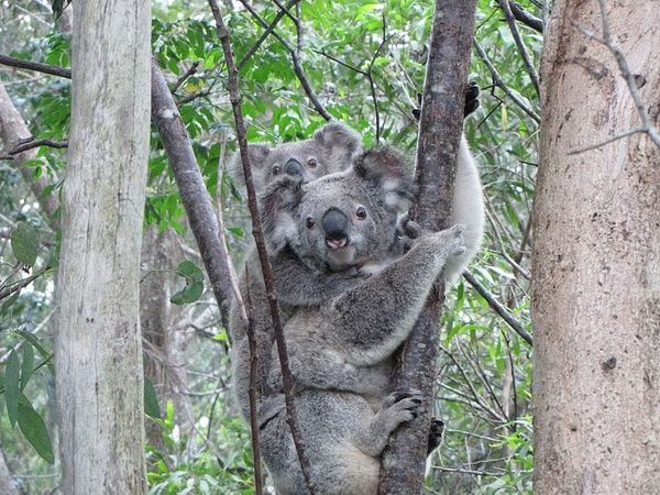 The Delights and Dangers of Tree-Hugging