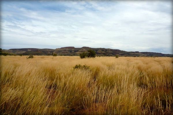 Arid grassland