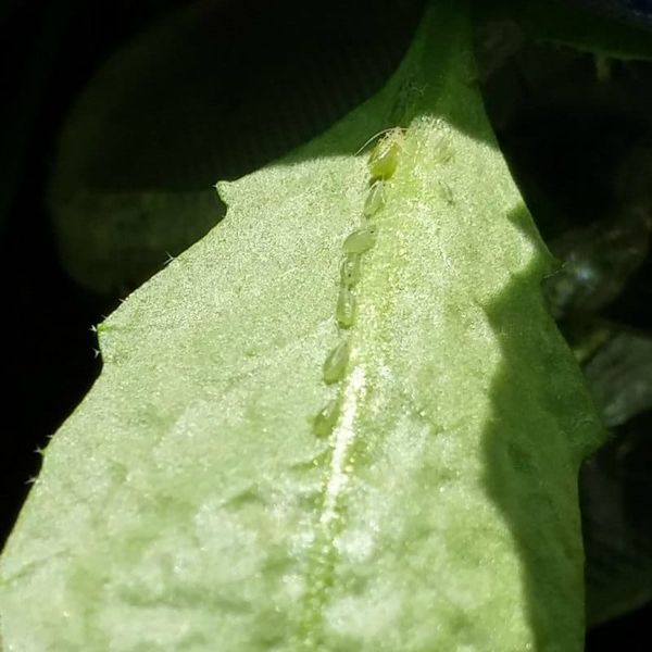 Aphids on a leaf