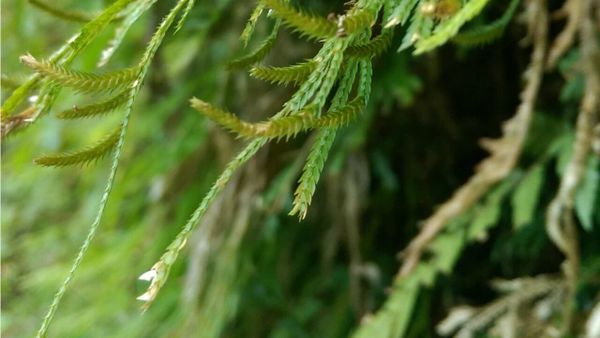 Selaginella