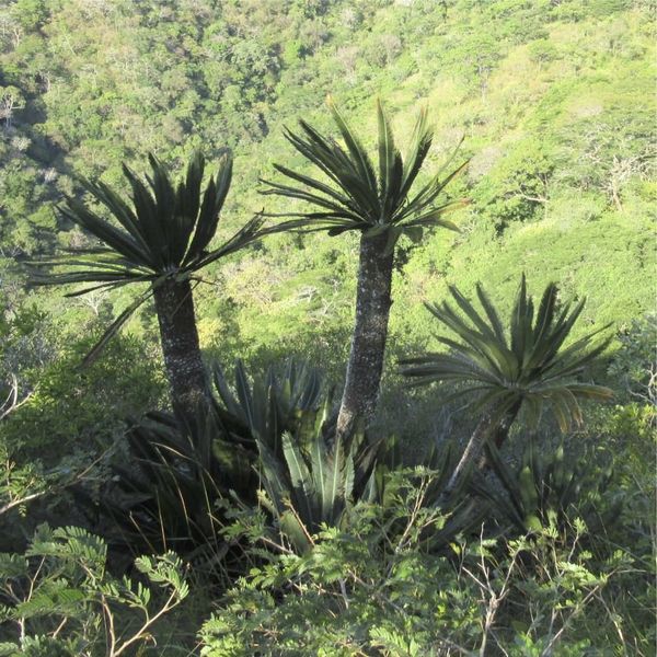 Dioon