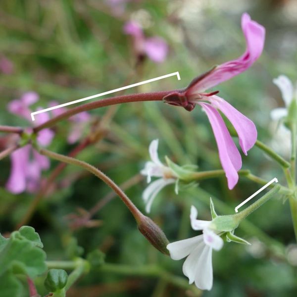 Pelargonium