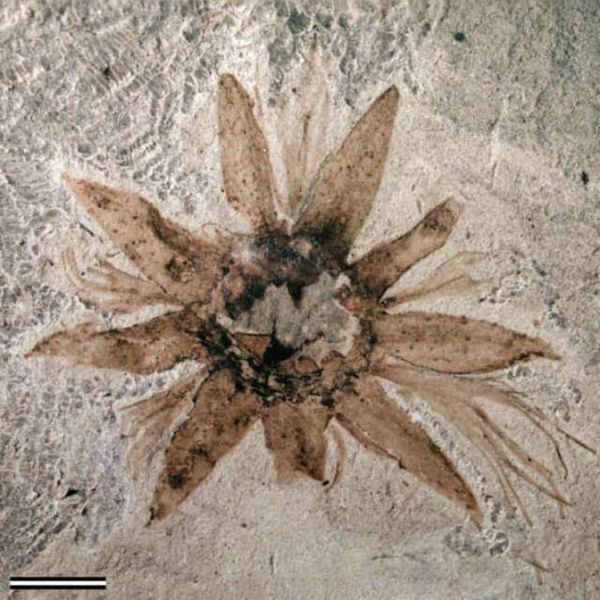 Lacinipetalum spectabilis