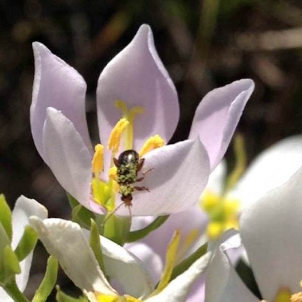 Pollination