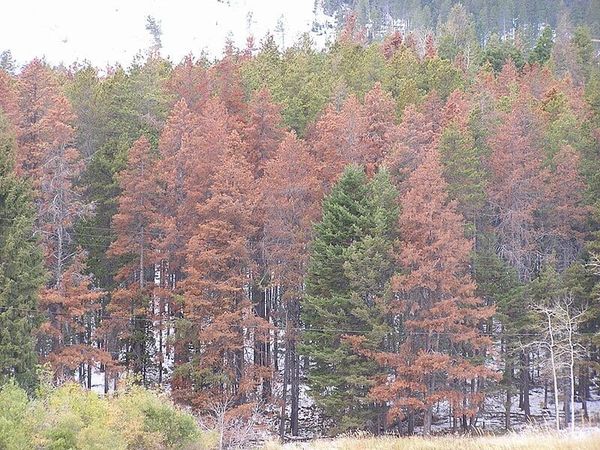 Trees attacked by Mountain Pine Beetle