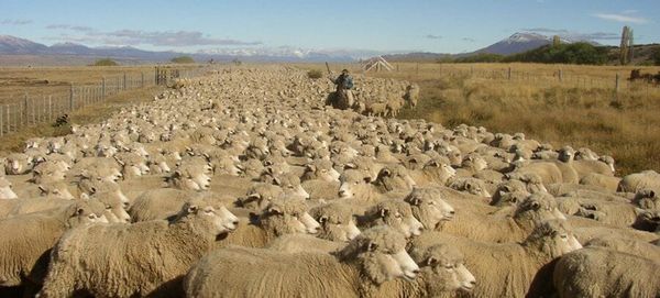 Sheep