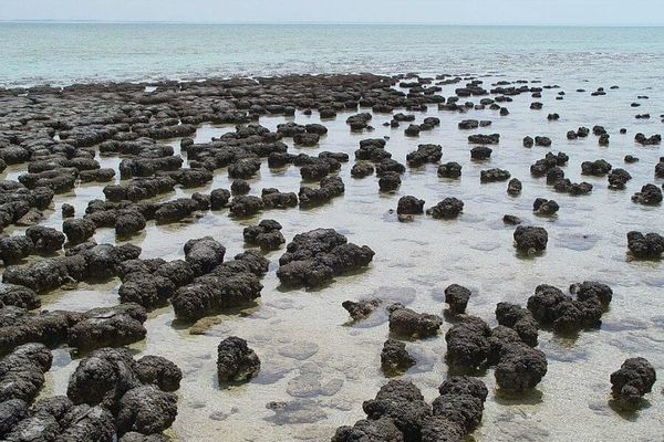 Stromatolites growing in Hamelin Pool Marine Nature Reserve, Shark Bay in Western Australia