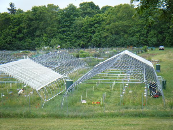 Tree seedling growth capacity under climate change