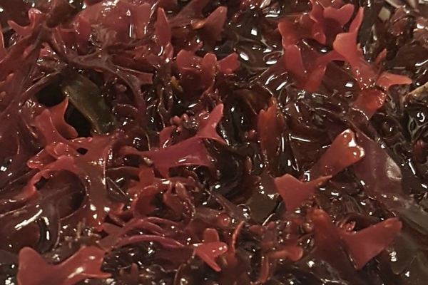 Chondrus cripsus (Irish moss)