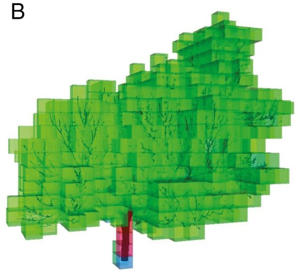 Exploring trees in 3D using Terrestrial Laser Scanner