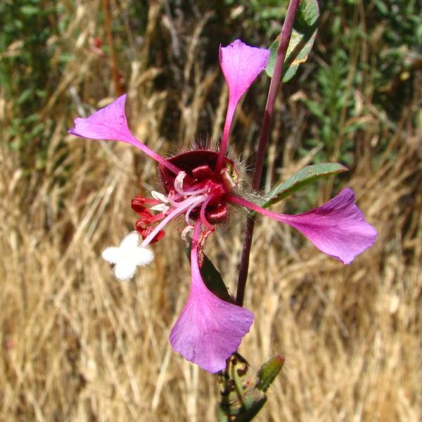 Clarkia