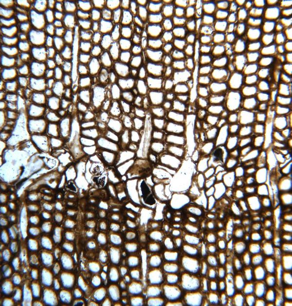 Disrupted growth in the wood of a Triassic trunk