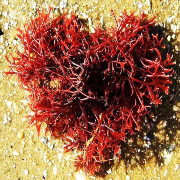 Seaweed in a Valentine heart shape