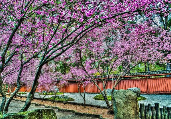 Pink trees