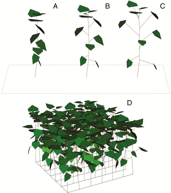 Examples of modelled plant architecture