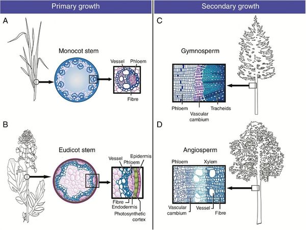 Secondary cell walls in primary and secondary stem growth