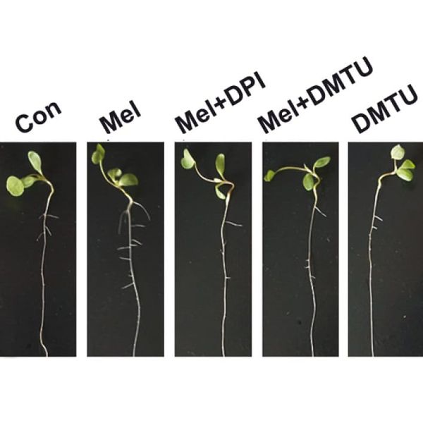 Formation of lateral roots in Arabidopsis.